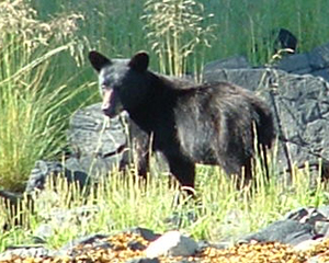 The first bear we saw one year.